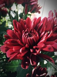 Close-up of red flower blooming outdoors