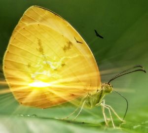 Close-up of insect