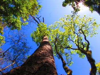 Low angle view of trees against clear blue sky