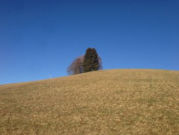 Trees on field against clear blue sky