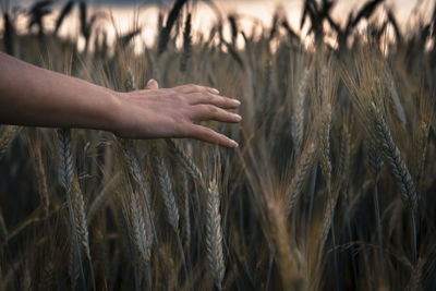 Cropped hand of woman touching crops in field