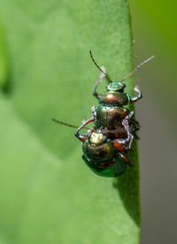 Macro shot of shiny green beetles having fun