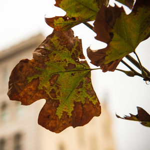 Close-up of maple leaf against sky