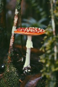 Close-up of fly agaric mushroom growing on field