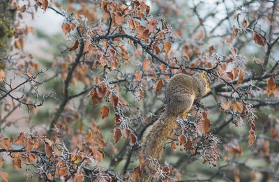 Close-up of squirrel on branch