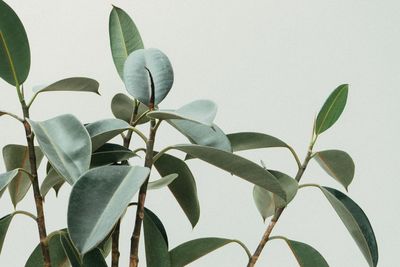 Close-up of plant against white background