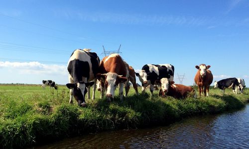 Cows on landscape against sky