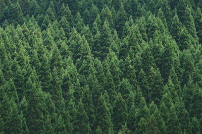 Full frame shot of pine trees in forest