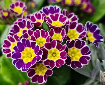 Close-up of purple crocus flowers