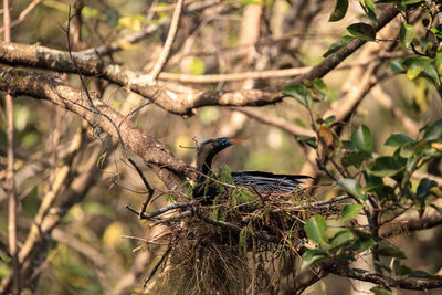 Bird perching on branch