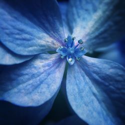 Close-up of purple flowers