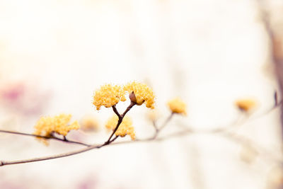 Close-up of white flowering plant