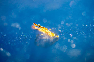 Close-up of fish swimming in aquarium