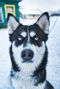 Close-up portrait of a dog haski 