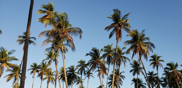 Low angle view of coconut palm trees against blue sky