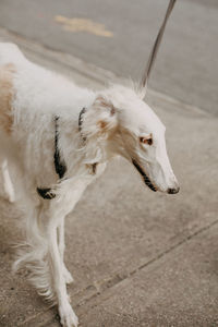 White dog standing on footpath