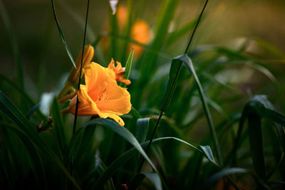 A yellow daylily in a garden with green blades of grass