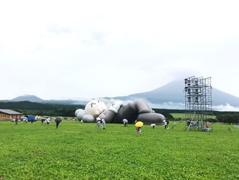 Flock of sheep on grassy field