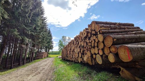 Stack of logs on field in forest against sky