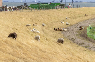 Hay bales in a field