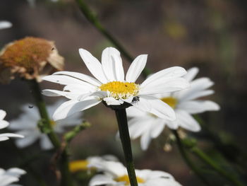 Close-up of white daisy flowers