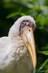 Close-up portrait of a bird