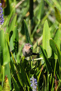 Brown female red-wing blackbird agelaius phoeniceus perches on the tall reeds and grass in a pond 