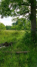 Trees on grassy field