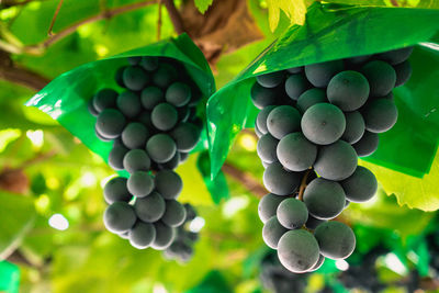 Close-up of grapes growing in vineyard