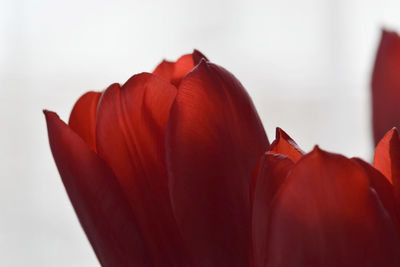 Close-up of red tulip