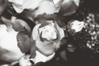 Close-up of rose flower