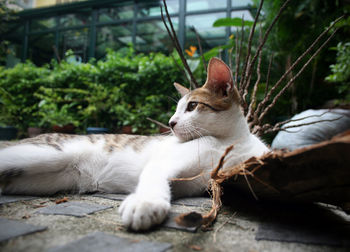 Close-up of cat sitting outdoors