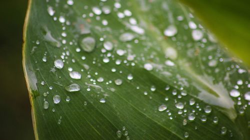 Macro shot of water drops on leaf