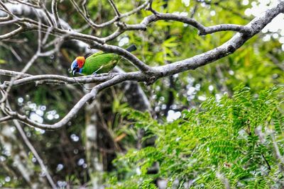 Bird perched on branch
