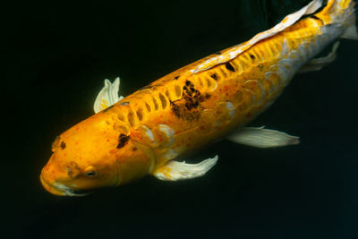 Close-up of fish swimming in sea