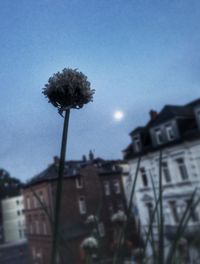 Low angle view of flowers against sky