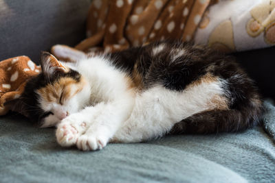 Portrait of a calico cat at home. calico cats are dome