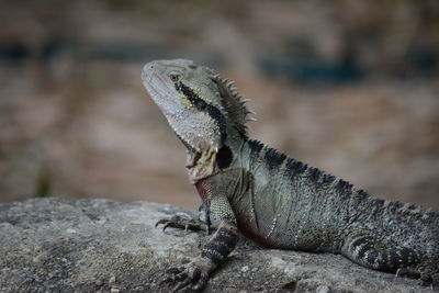 Close-up of lizard on rock