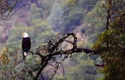 Low angle view of bird perching on tree against sky