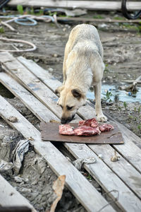 High angle view of dog on footpath