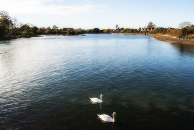 Swan swimming in lake against sky