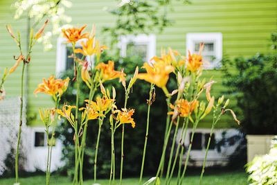 Close-up of yellow flowering plants in yard