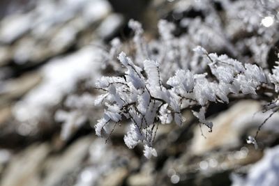 Close-up of frozen plant