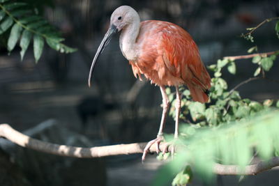 Close-up of scarlet ibis perching on a plant