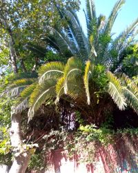 Low angle view of coconut palm trees against sky