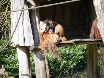 Orangutans in wooden house during sunny day