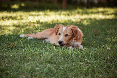 Dog lying on grass