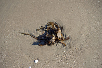 High angle view of crab on beach