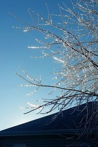 Low angle view of bare trees against blue sky