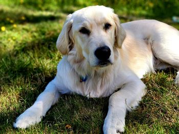 Portrait of dog relaxing on field